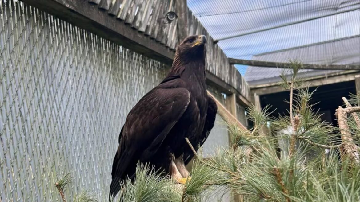 Golden eagle takes flight after stay at Hope for Wildlife