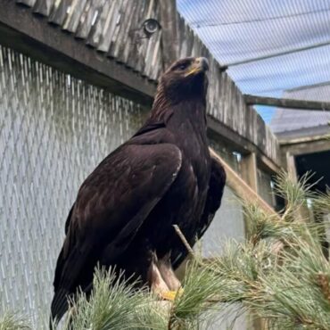 Golden eagle takes flight after stay at Hope for Wildlife